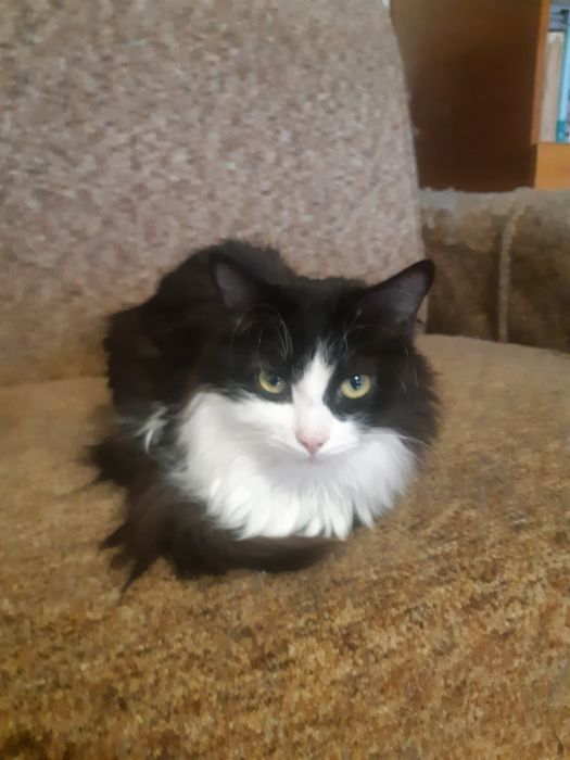 Домашний котик, 4 года