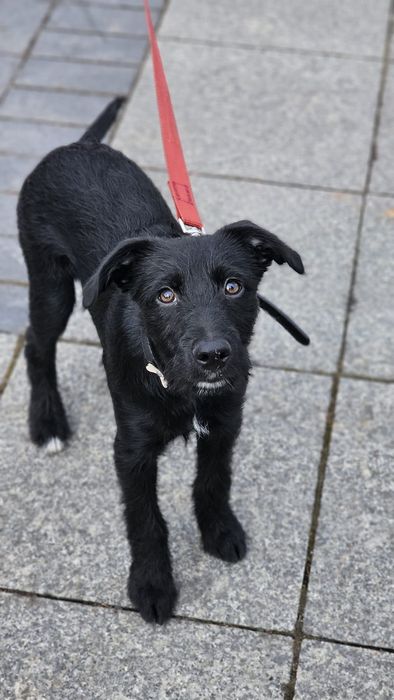 Pies do adopcji 4 miesiące