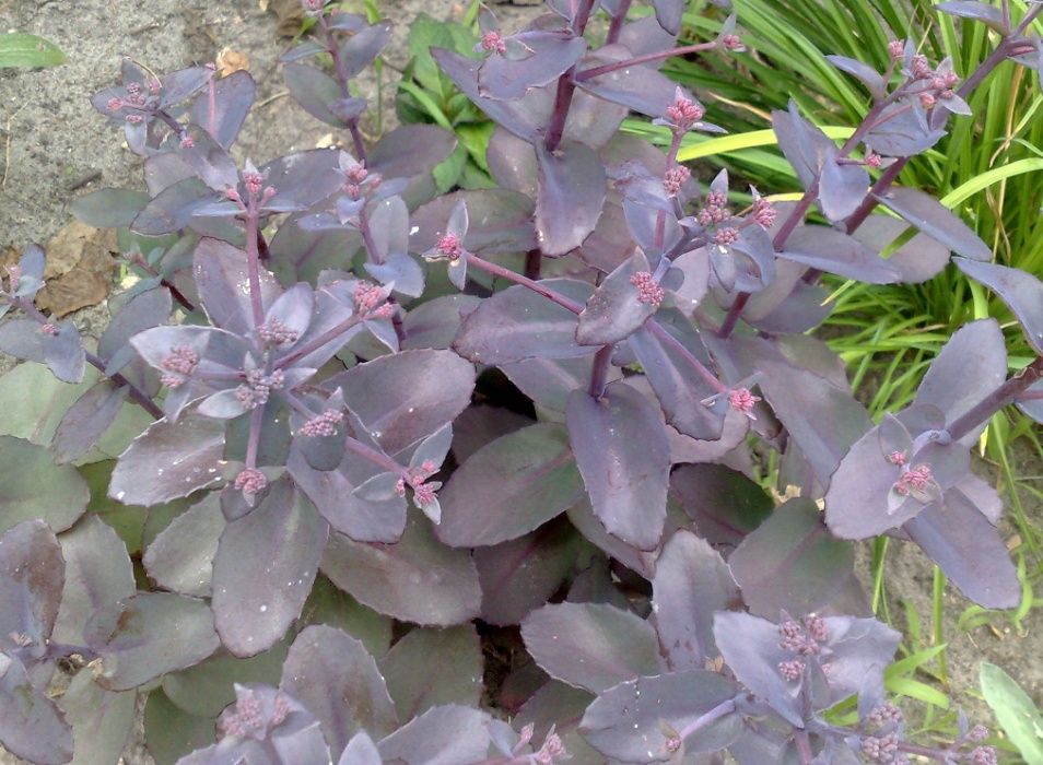 очиток, седум варієгатний, посухостійкі рослини