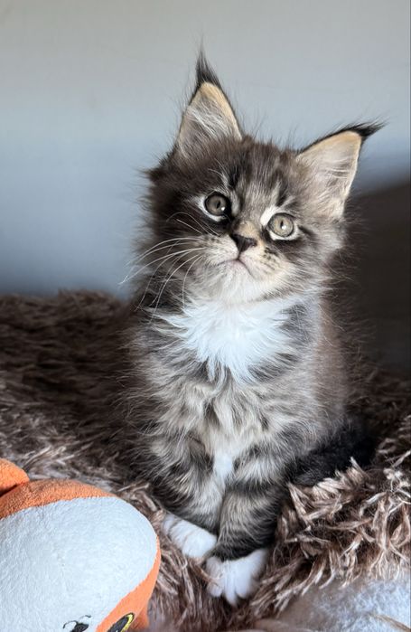 Gatinho Maine Coon com LOP