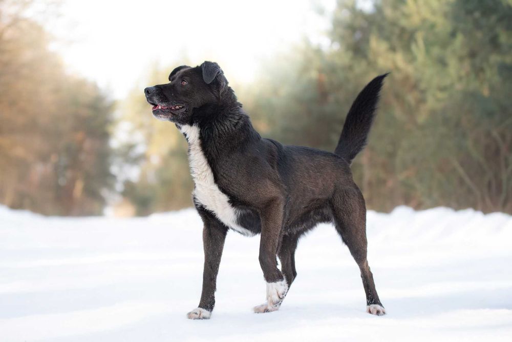 Piękny czarny pies Torparo szuka swojego domu na zawsze