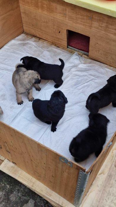 Продам дівчинку мопса