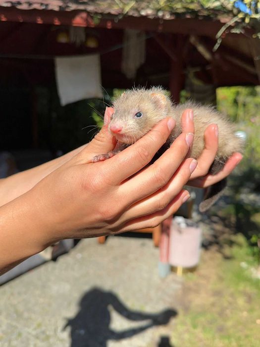 Fretki szukają domków