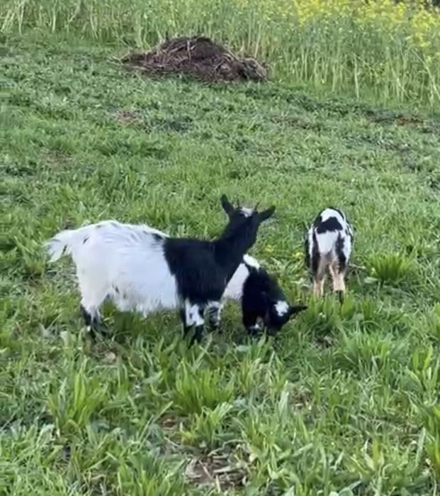 Cabra anã com cria.