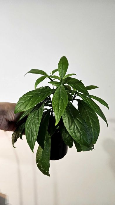 Абутілон, колеус, пахістахіс.