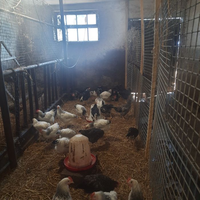 Kogutki młode z tego roku