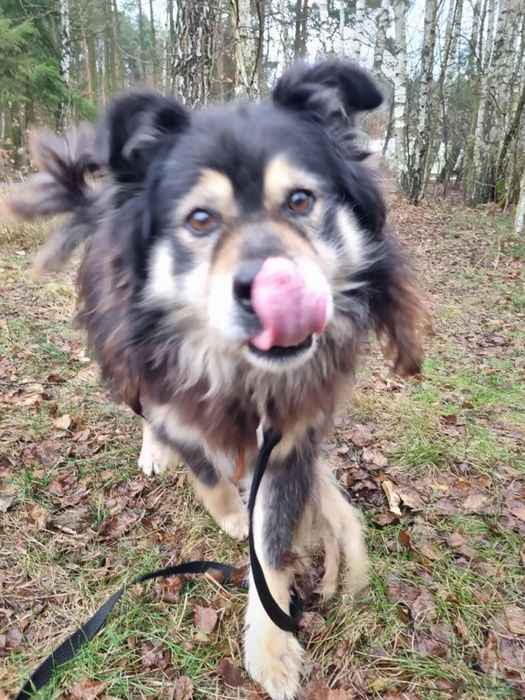 6let i Tuliś, 15kg, przyjazny, adopcja za darmo oddam