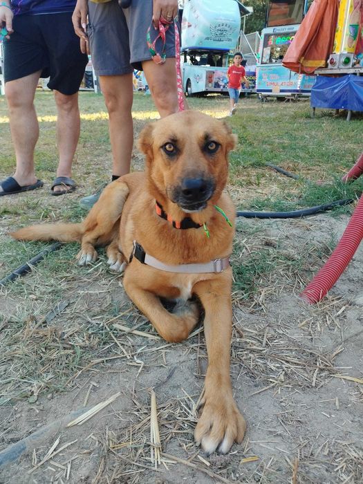 Irmãos para Adoção Conjunta