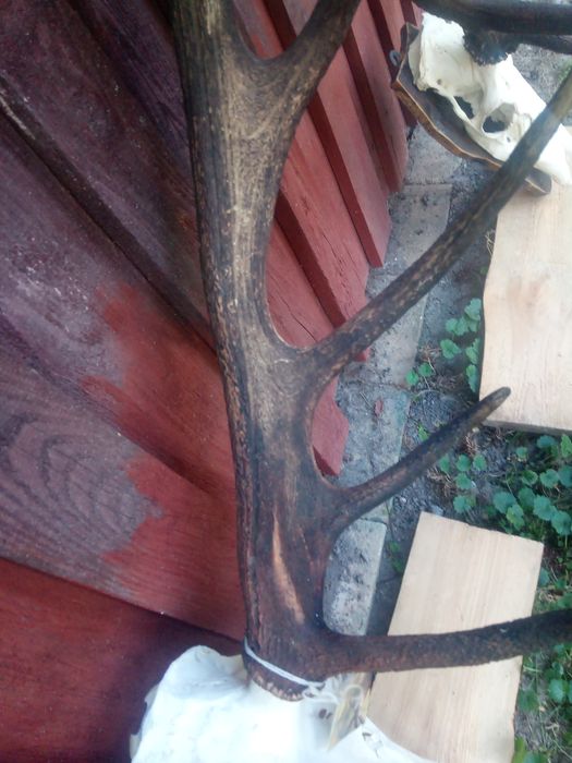 Poroże rogi byk jeleń piękny medalowy wieniec