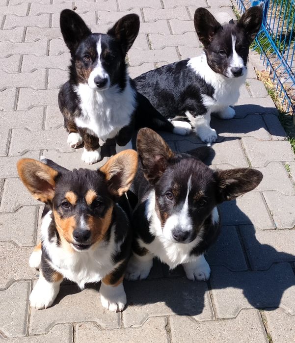 Welsh Corgi Cardigan FCI