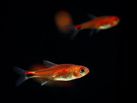 Tetra rubinowa - Axelrodia riesei Aqualife