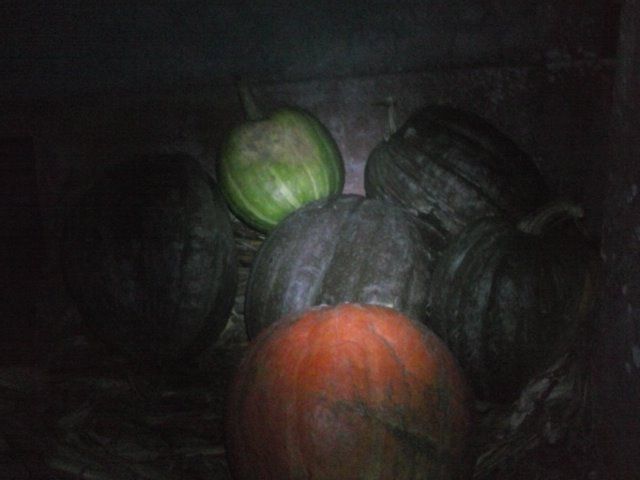 Abóboras diversas