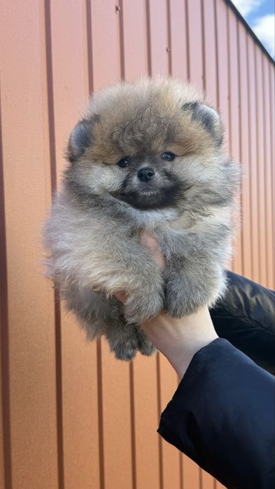 Міні хлопчик лагідний