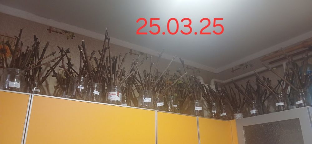 Сажанці винограду