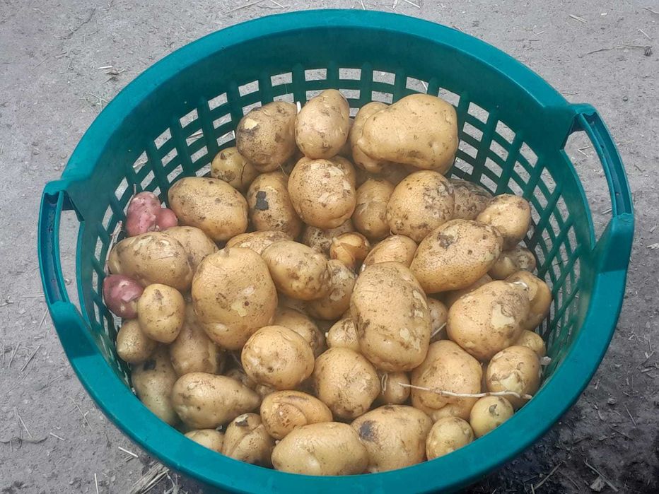 Młode ziemniaki kartofle na oborniku, Winieta Bellarosa od rolnika