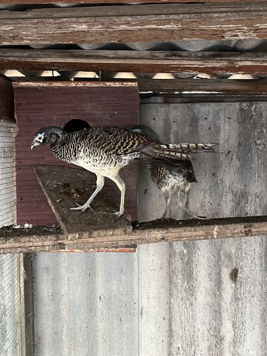 Продам Алмазних фазанів