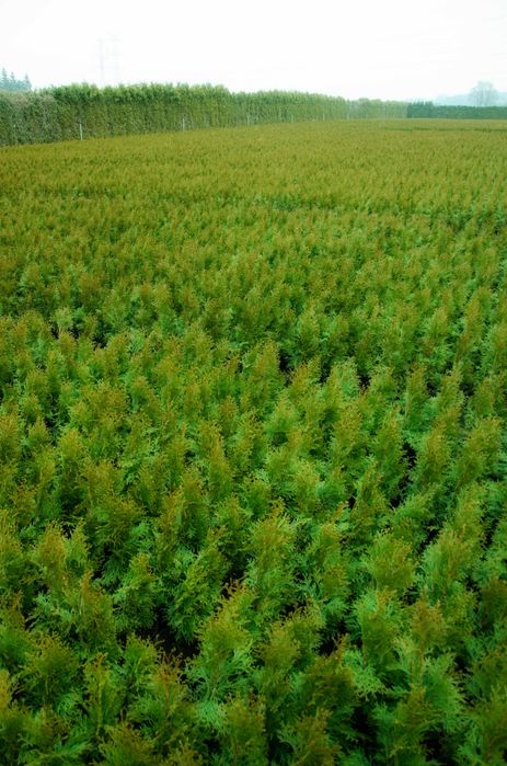Tuja tuje szmaragd 60 - 80 cm  dostawa gratis