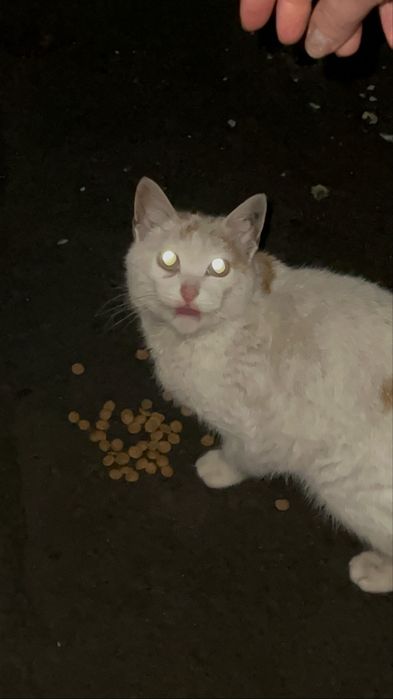 Сос!ищу дом кошечке!