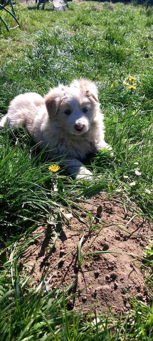 Szczeniaki rozrabiaki Border collie