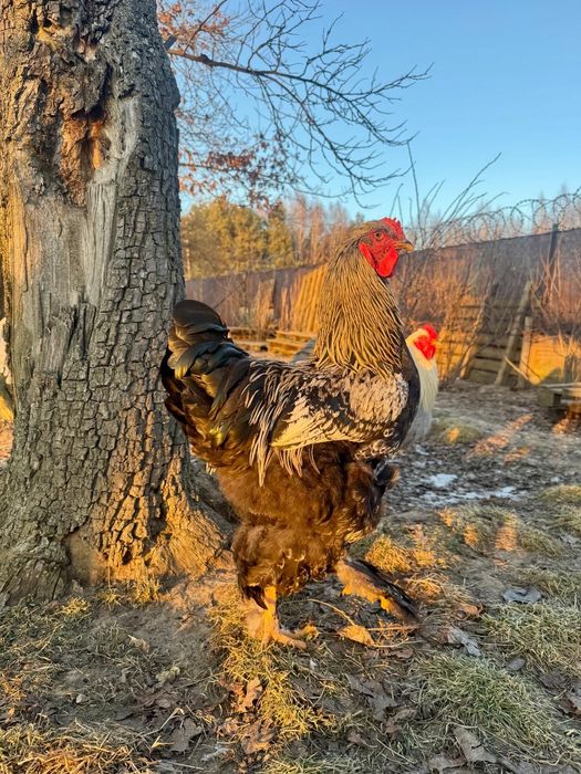 Brahma zeszłoroczne