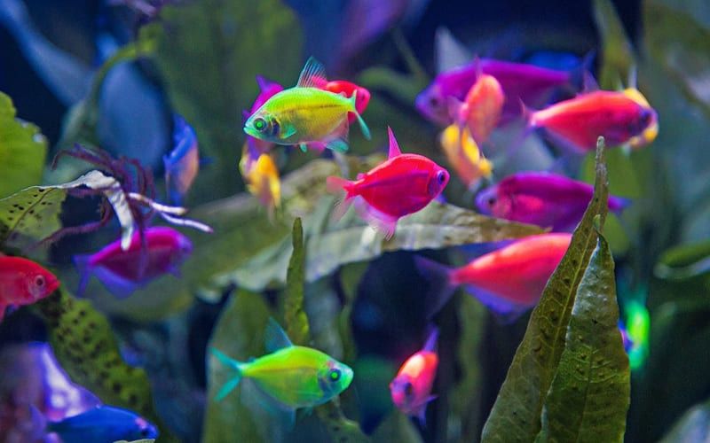 Акція Тернеція гло рибка акваріумна