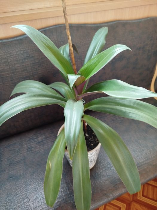 Продам традесканцию разных размеров