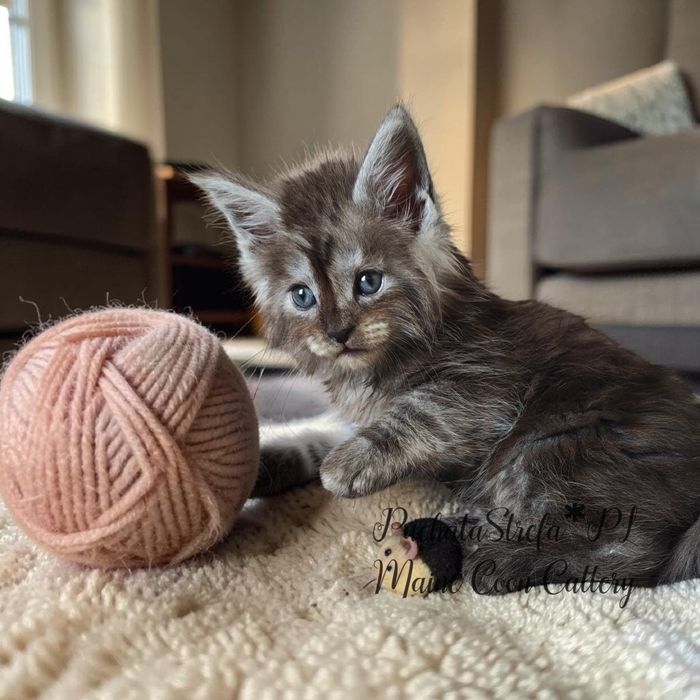 Maine  Coon rodowód Fife Fpl