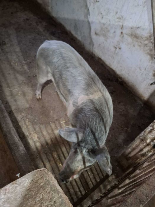Porcas para criação ou abate