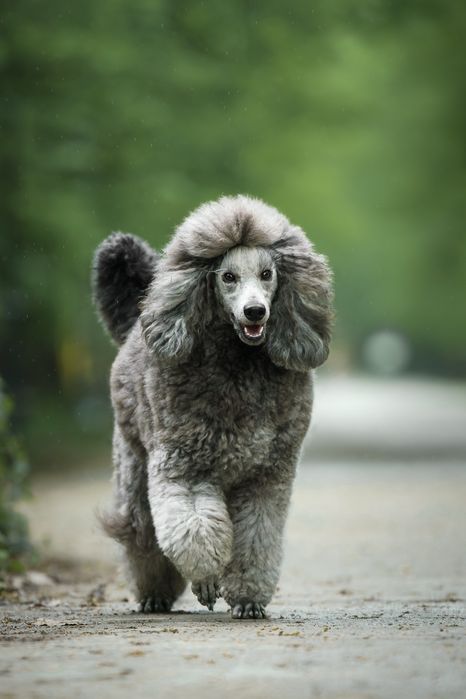 Pudel Średni Srebrny/Szary ZKwP FCI