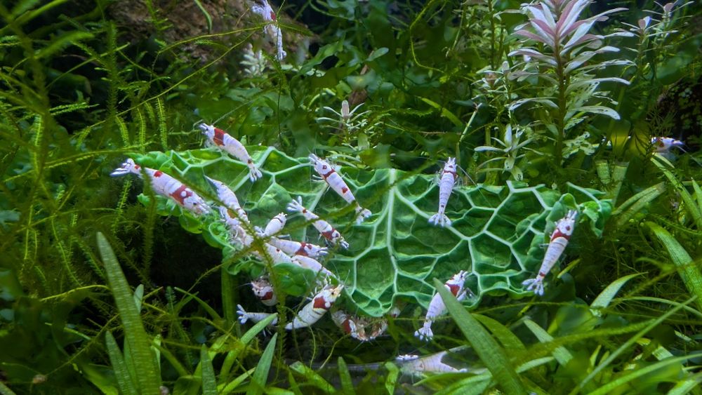 Camarões ornamentais Caridina Cantonensis Crystal Red Shrimp