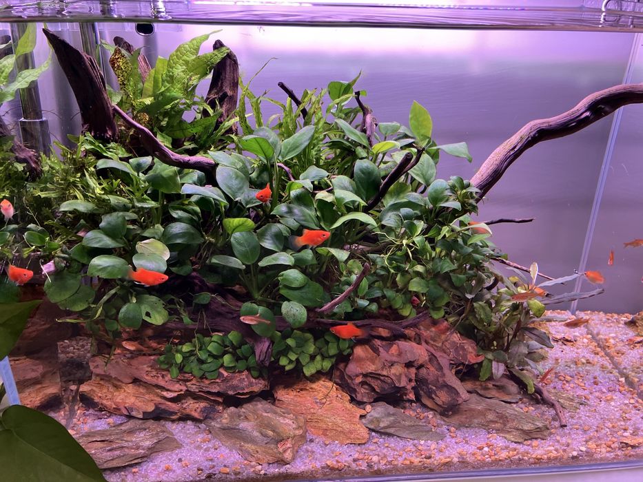 Аквариум Aquascape