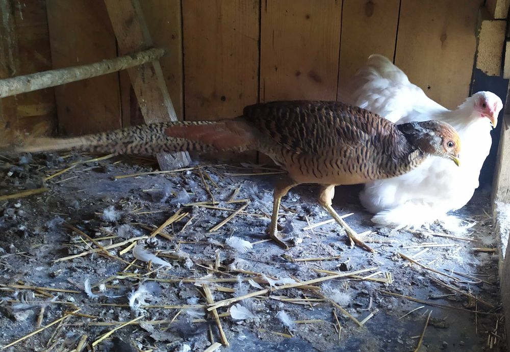 Bażanty złociste, młode -samc