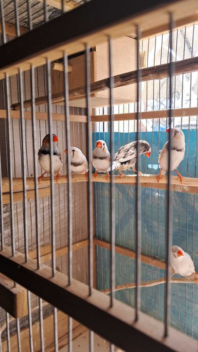 Продам клітку - амадини зеброві