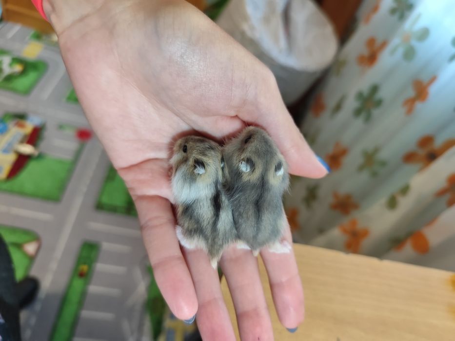 Джунгарські хомячки