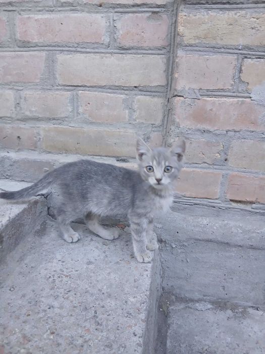 Віддам кошенят у добрі та відповідальні руки!
