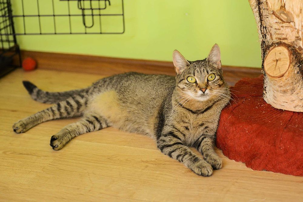 młoda kotka Jolie - preferowana adopcja w dwupaku z Arielką