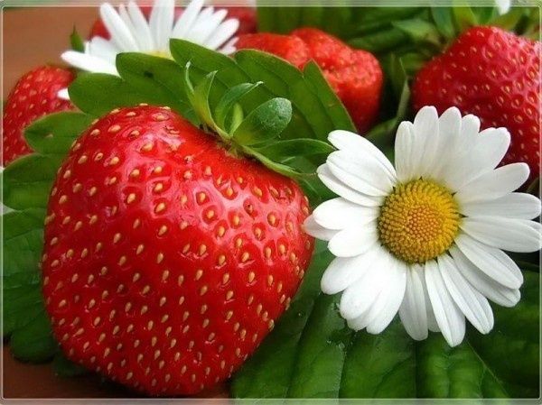 Продаж козиного молока з доставкою