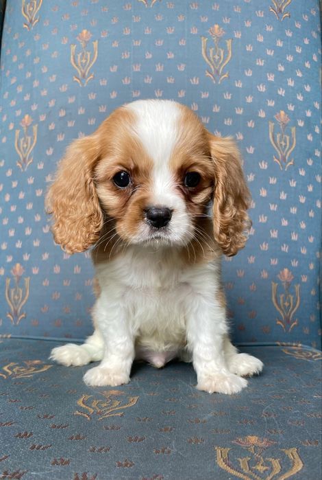 Cavalier king charles spaniel- chłopczyk