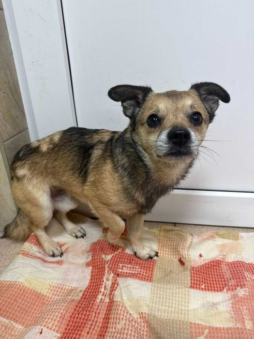 Filigranowy Ptyś do adopcji