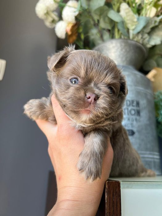 Chihuahua  Lilac de olhos azuis . Menino . Pêlo Longo.  Lindo demais.