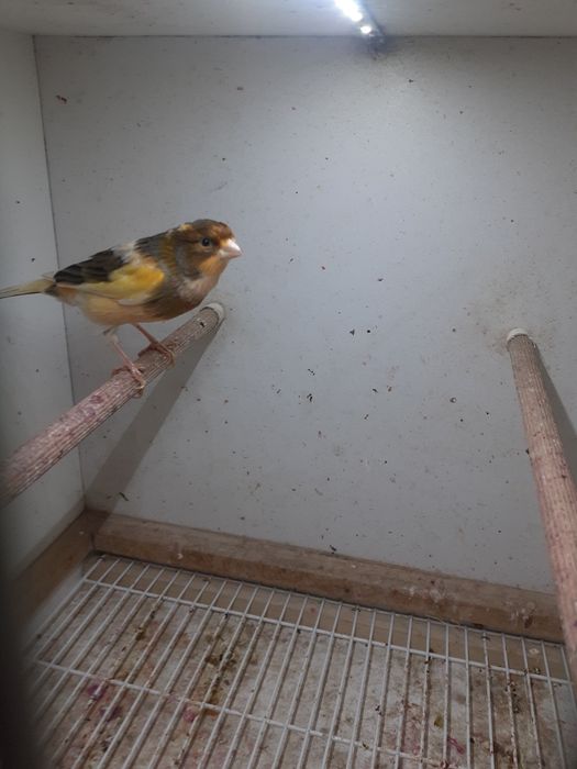 Kanarek samiec sprzedam