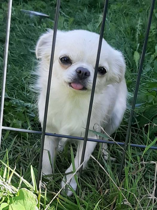 Suczka chihuahua zkwp fci dorosła