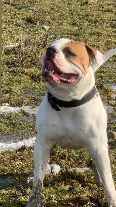 Американський Бульдог