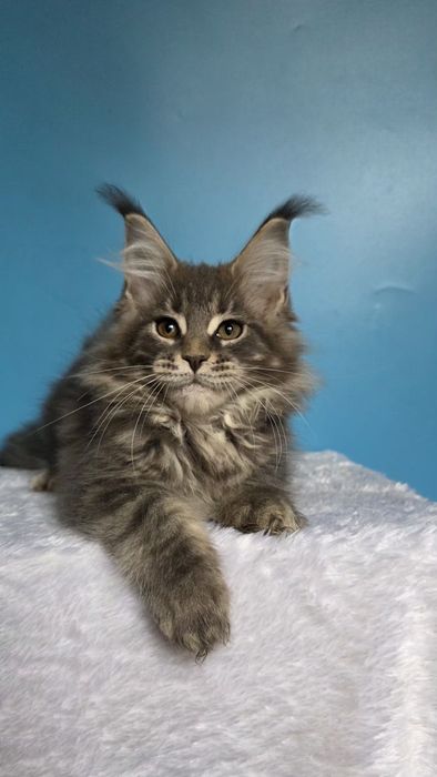 Девочка Мейн-кун,  голубой мрамор