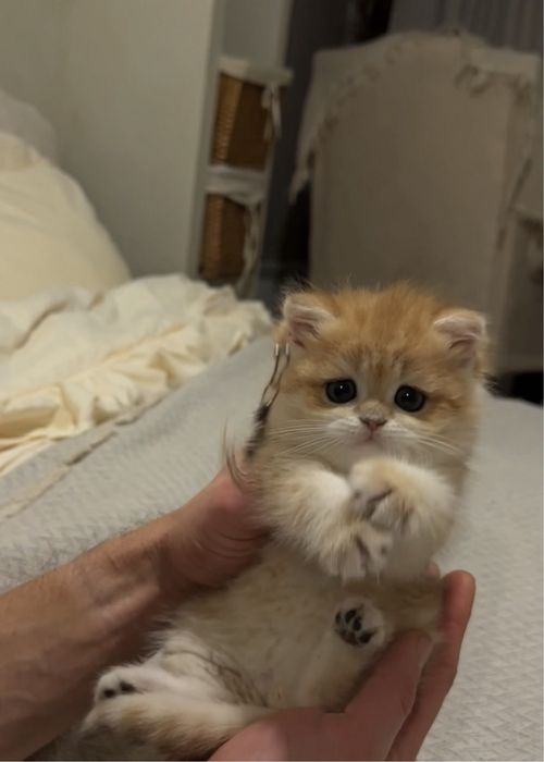 Кошеня золота шиншила хлопчик