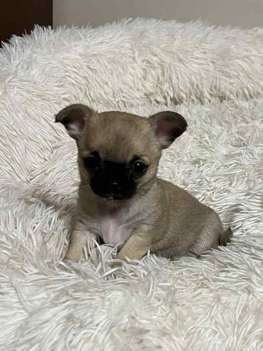 Chihuahua Krótkowłosy