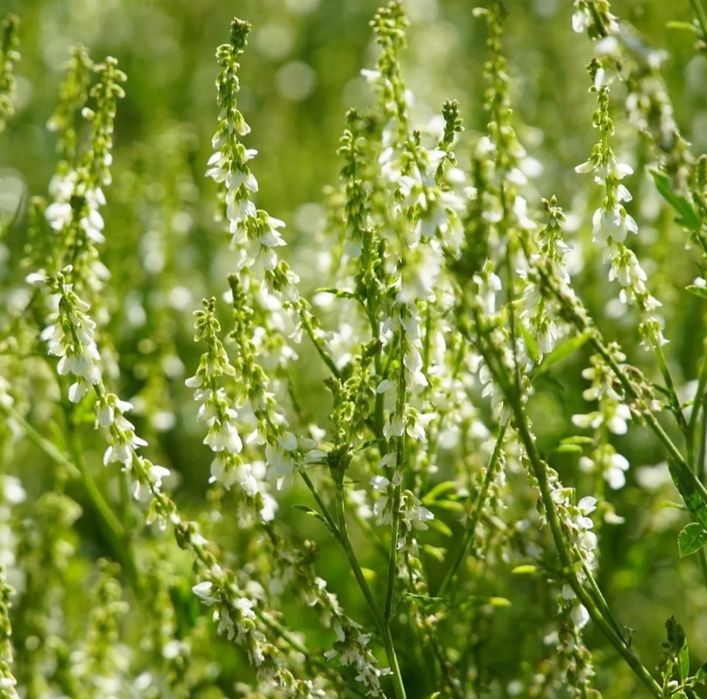 Nostrzyk biały jednoroczny