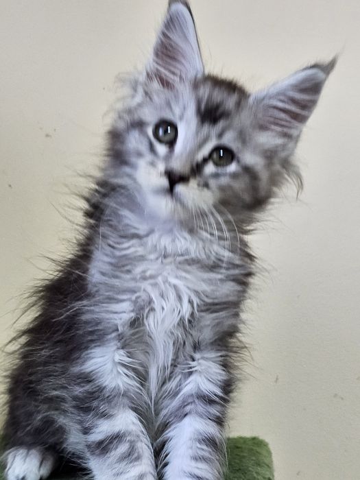 Kocurek Ikar do rezerwacji Kocia Farna.PL