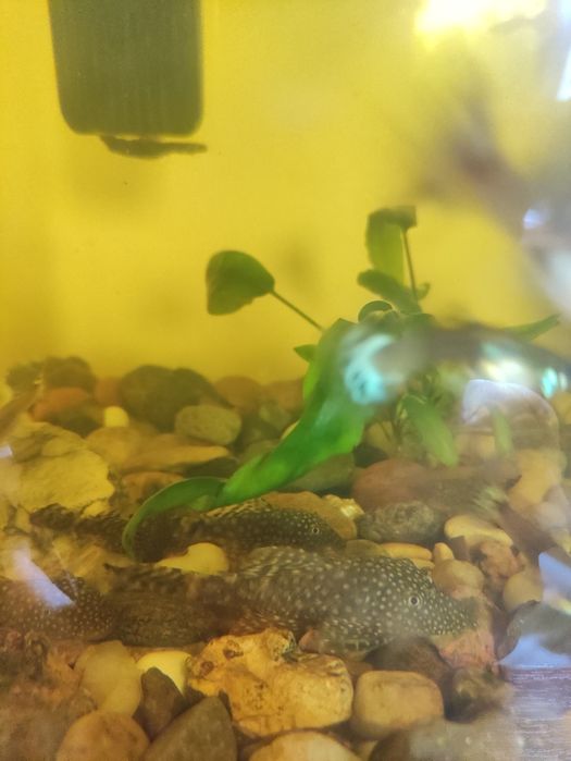 Акваріумні рибки сомики анцитруси та гуппі