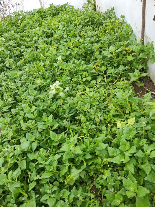 Vendo espinafres muito tenrrinhos